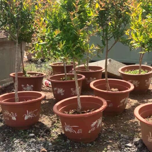 枣庄石榴树苗 墨石榴