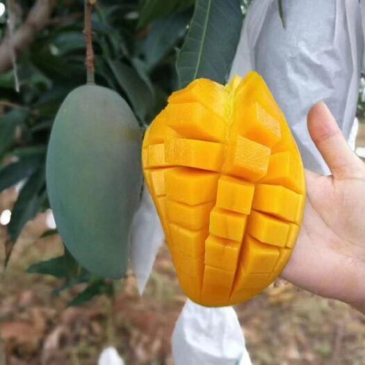 攀枝花攀枝花金煌芒果