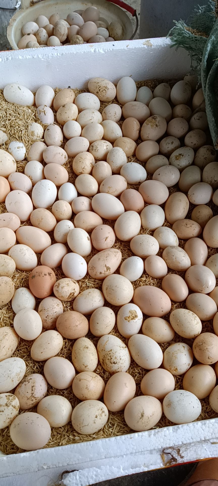  批发土鸡蛋，绿壳蛋，初生蛋。