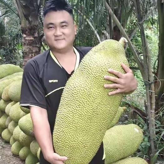 万宁市海南菠萝蜜一整个当季波罗蜜批发新鲜水果应季热带水果当季优惠
