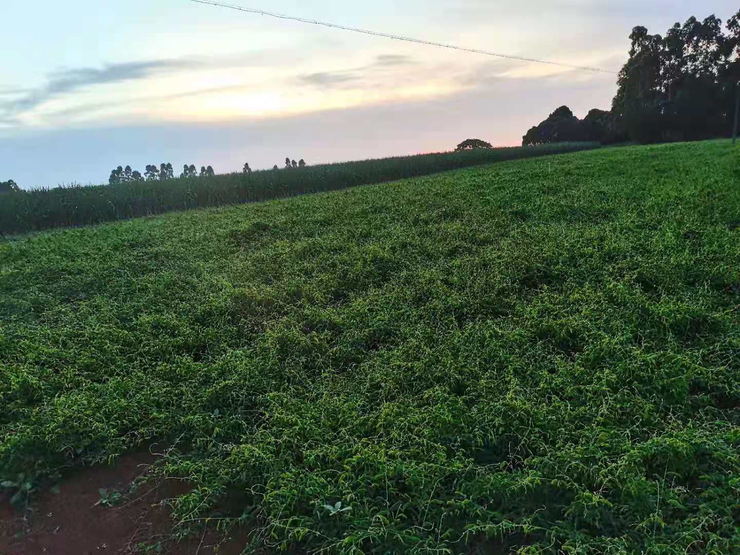 莓茶  相思藤茶【茶】熬夜
