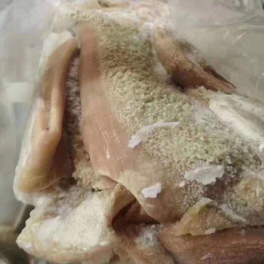 牛肚
