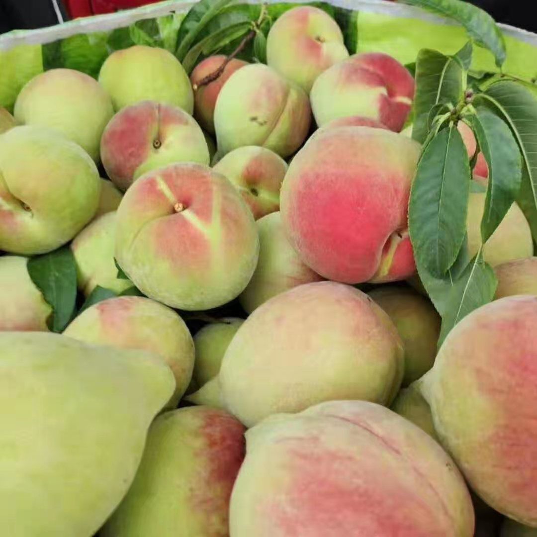 鹰嘴蜜桃 云南鹰嘴桃上市