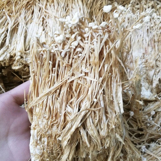 干金针菇   干货 色靓不开伞 大货批发