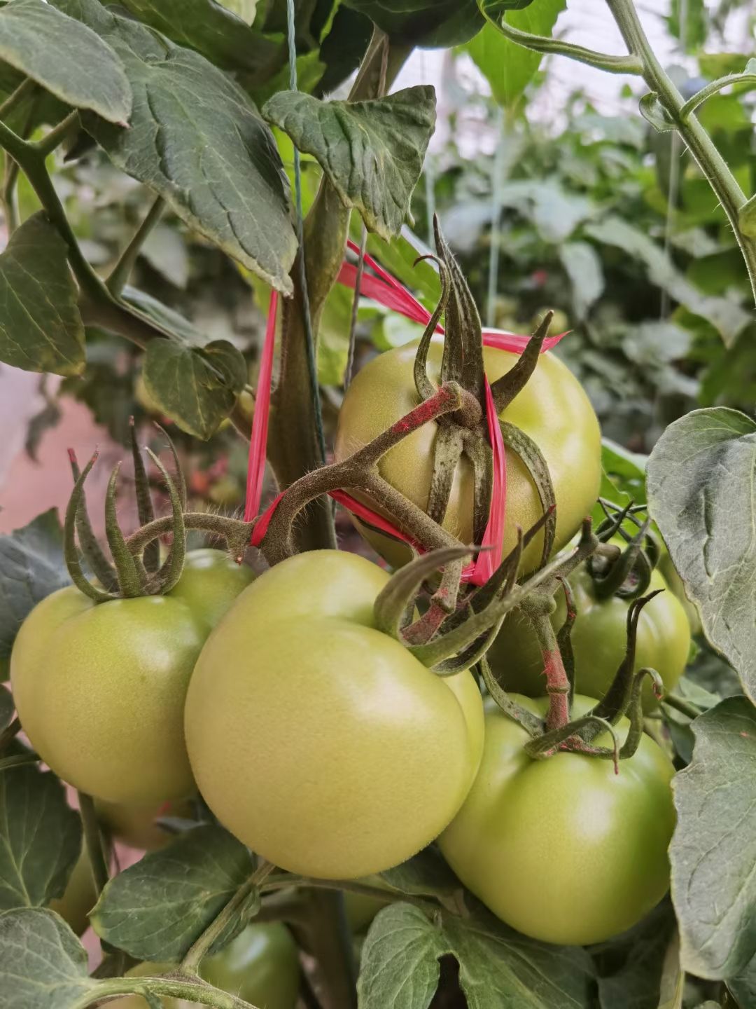 早秋延西红柿苗 大粉西红柿苗 莱顿105中大果型番茄苗