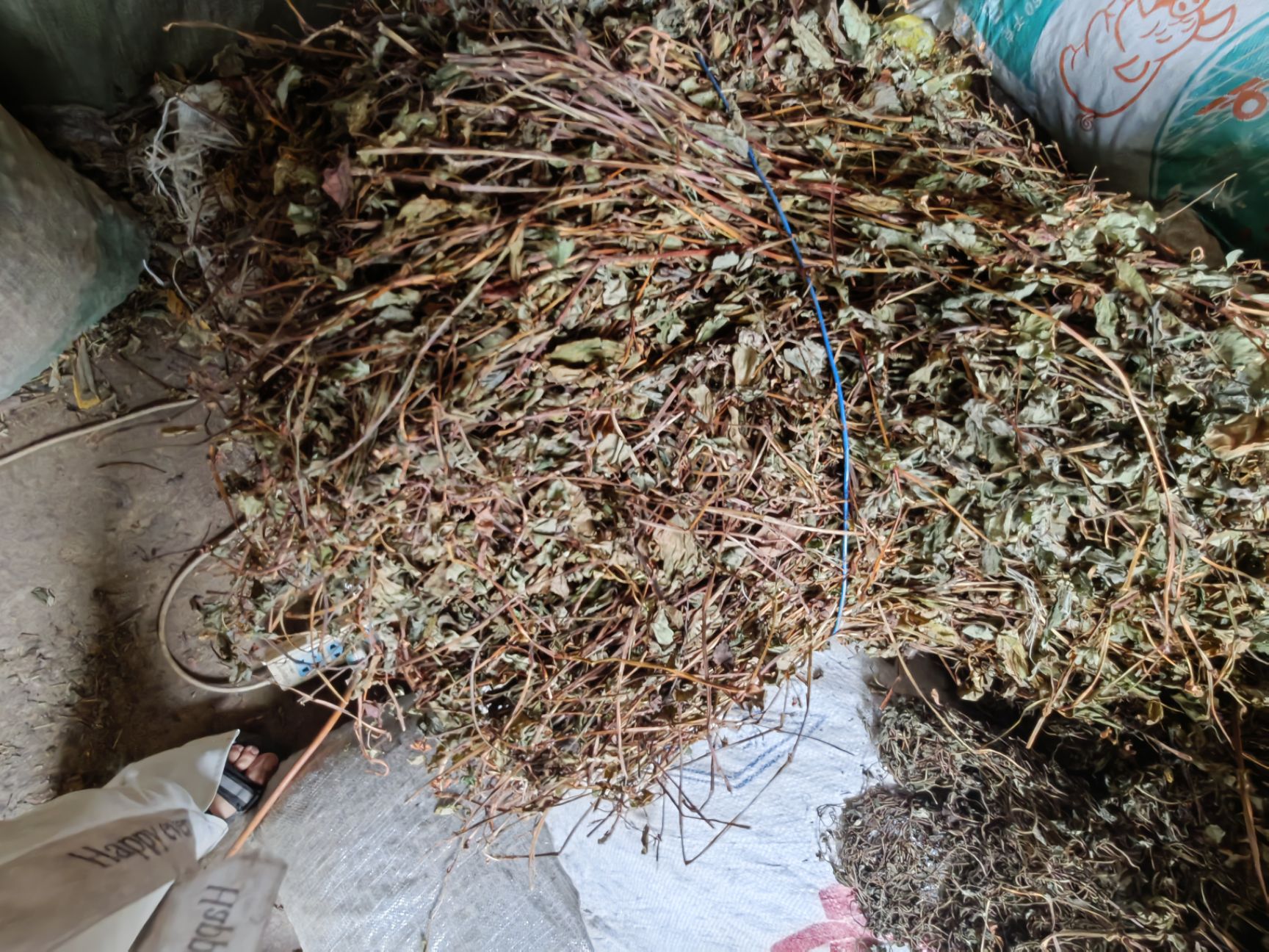 2021，鱼腥草，干货产地直销，大货批发