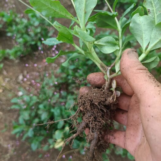 上林县 人参菜