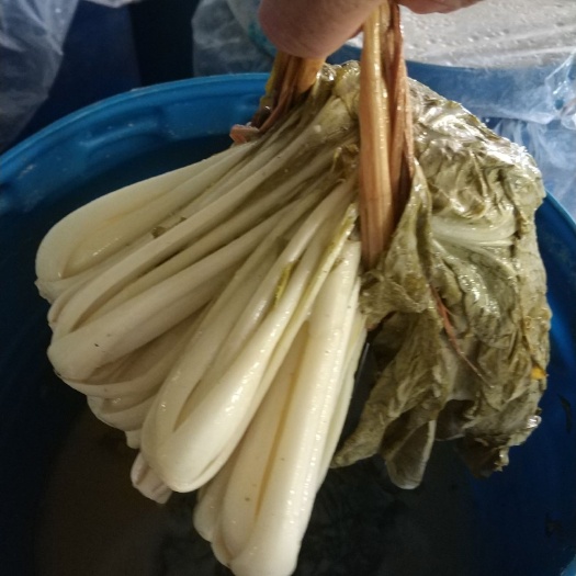 糟白菜是桂林特色美食之一，也是酸菜里面比较有特色的酸菜。