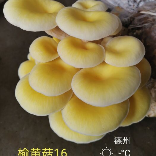 德州榆黄蘑菌种  榆黄菇各级菌种，菌包，新法无污染无虫害栽培技术
