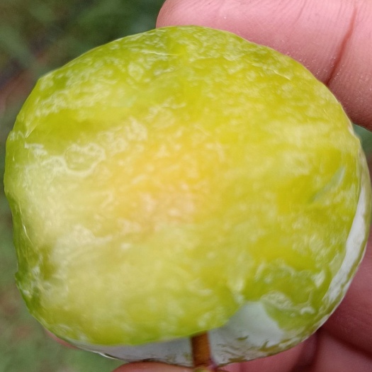 元谋县桃形李  新华桃李口感好耐运输，七月十日桃李节，元谋新华等你哟！