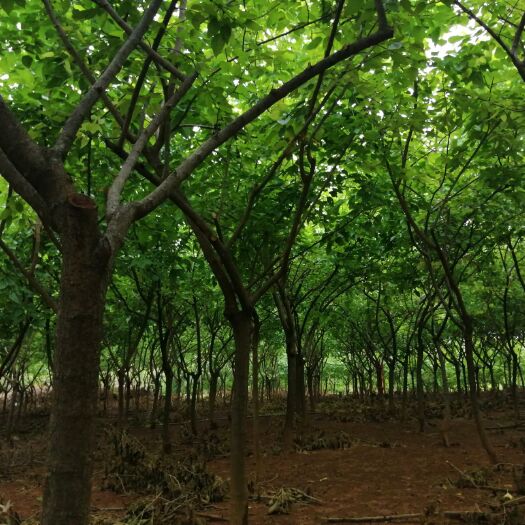 盐边县桑葚干  青龙山桑椹干
