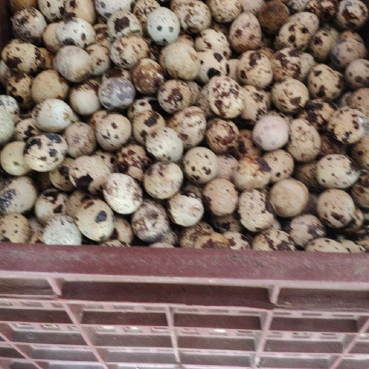 睢宁县鹌鹑蛋  新鲜，物美价廉