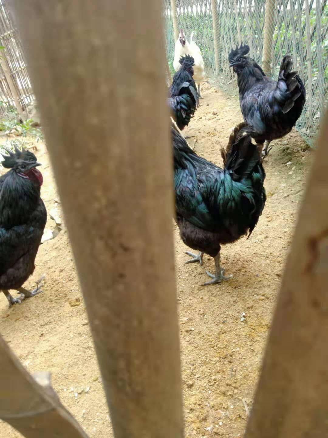 黑羽乌鸡 盐津乌骨鸡