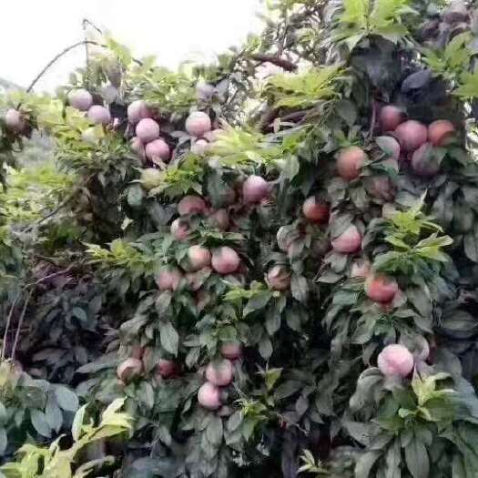 恭城县瑶山三华李