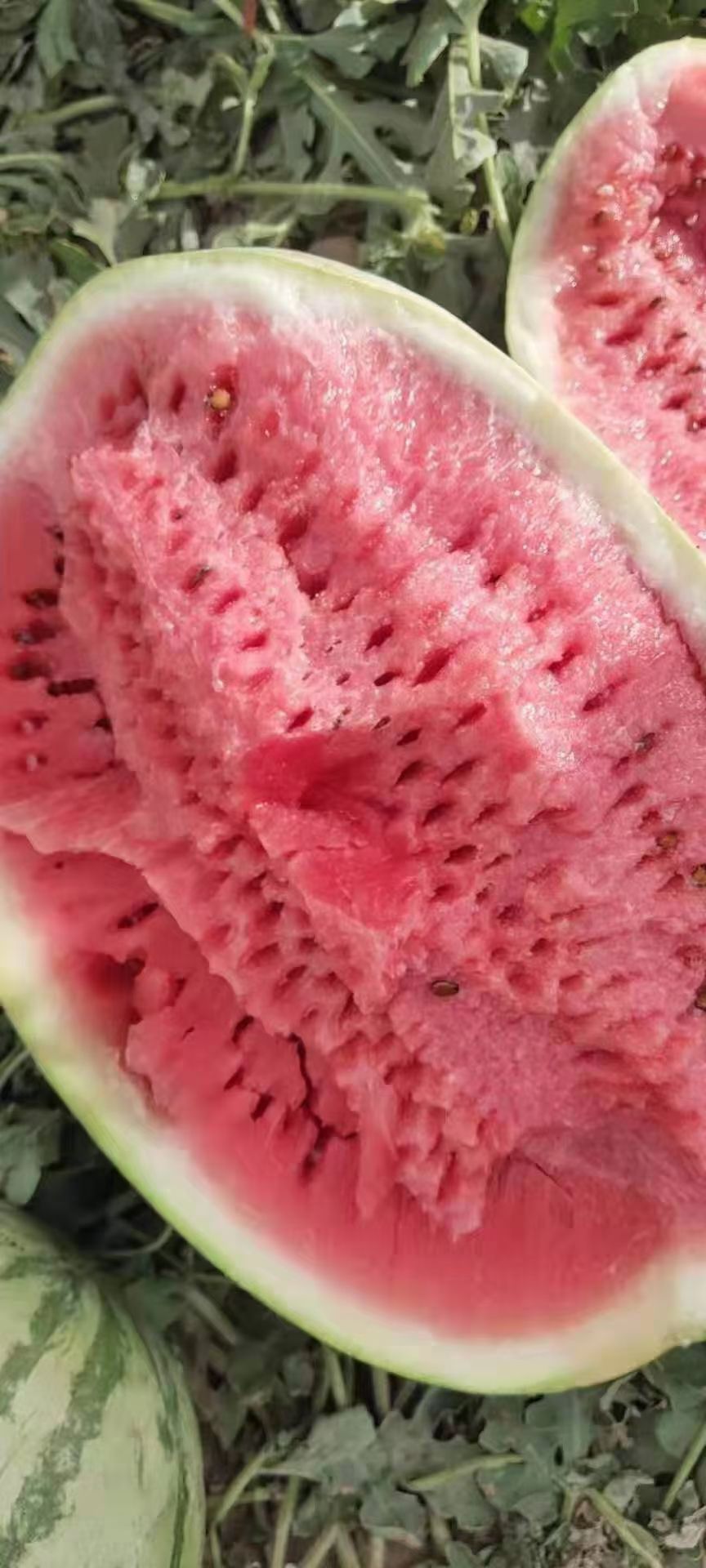 金城5号西瓜  湖北襄阳宜城板桥京城五号