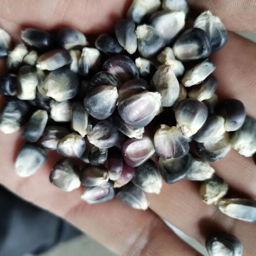 临沂黑玉米粒 黑玉米