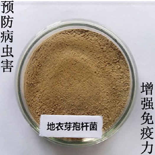 邯郸地衣芽孢杆菌：1土壤中病原菌的繁殖和对植物