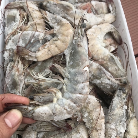 连云港盐冻虾，海水大虾，对虾，南美白对虾青虾，大量有货，量大可谈