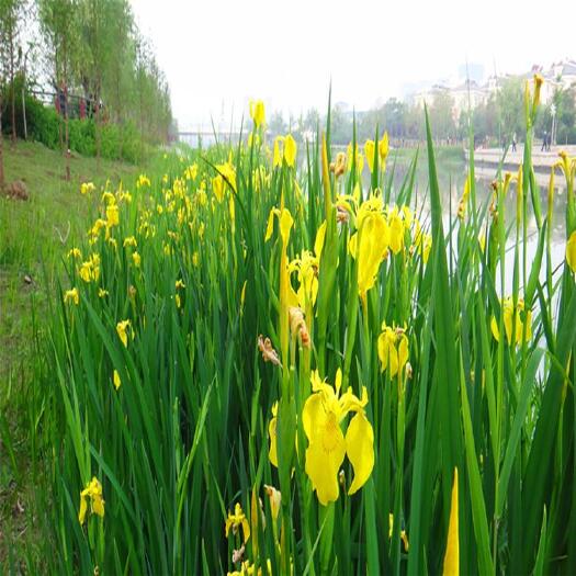 安新县黄菖蒲  基地直供，黄花鸢尾