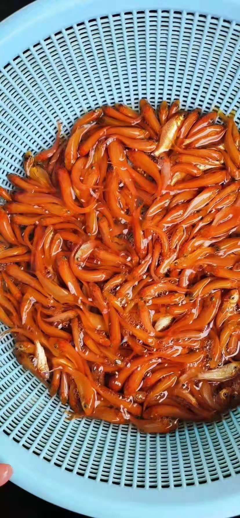 紅鯉魚苗，自產(chǎn)自銷，足量發(fā)貨