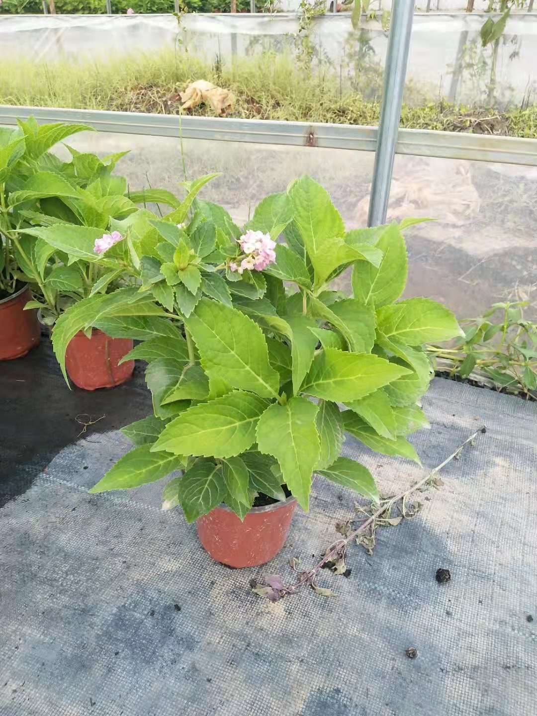  绣球花