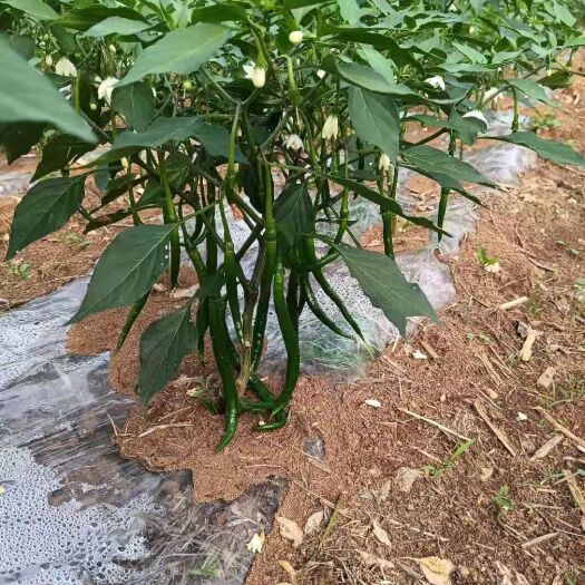安顺3号线椒，菜辣，麻叶白菜，莲花白找诚心买家，大量批发现货