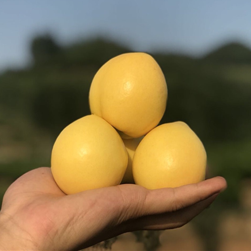 黄桃  蒙阴双金组合（黄金油桃+黄金蜜黄毛桃）拼装，双拼