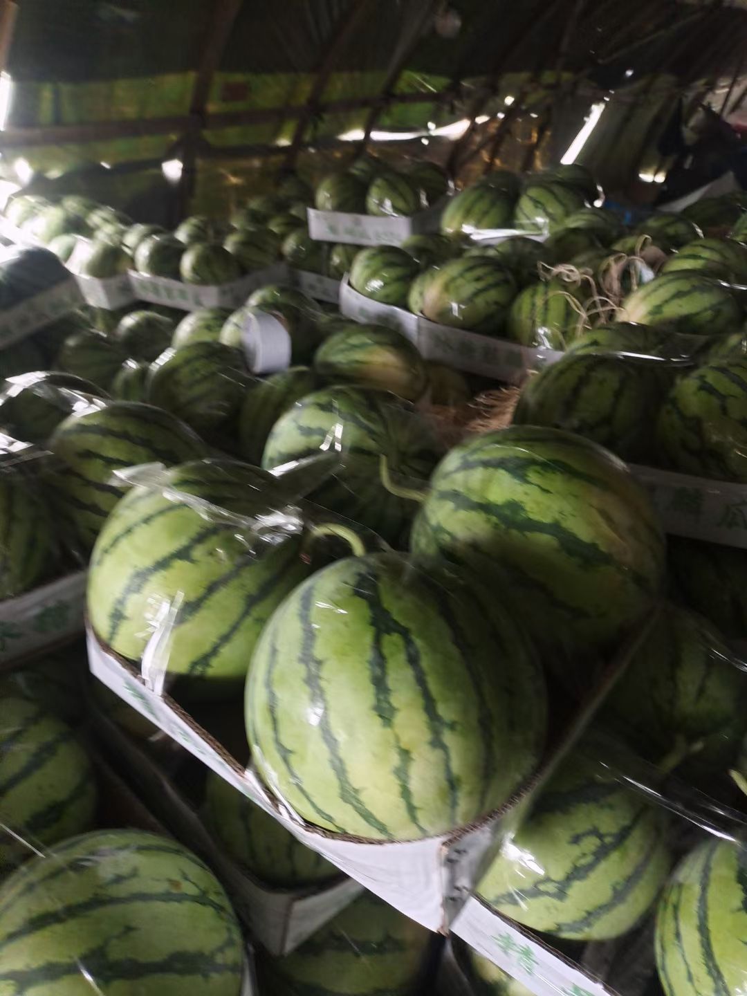 麒麟西瓜  精品麒麟瓜，瓜好味甜，支持全国出售。