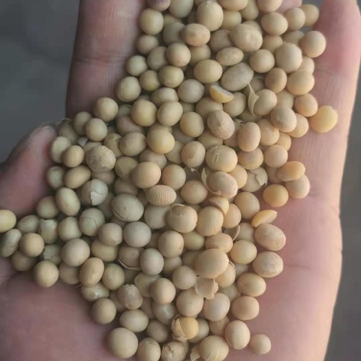 天津大豆 天津市天津市滨海新区 生大豆 2等品 豆粒