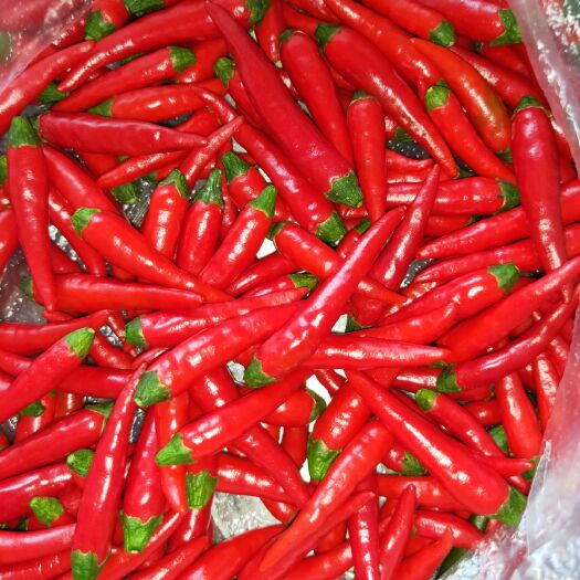 昆明小米椒 新鲜现货小米辣精选红米辣优选精品