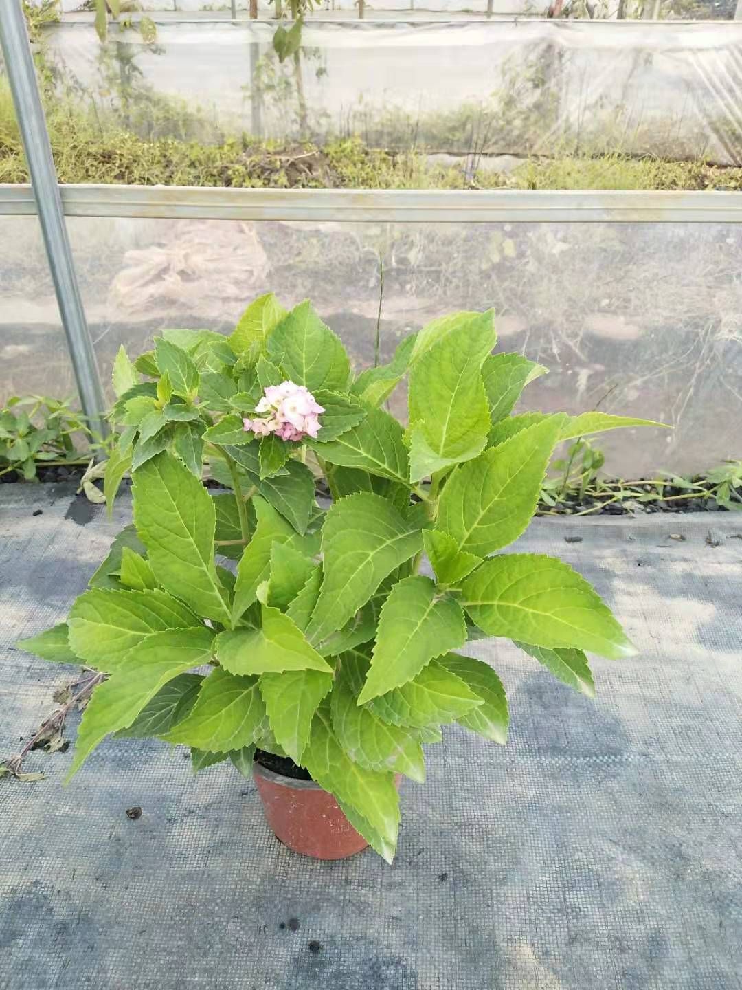  绣球花