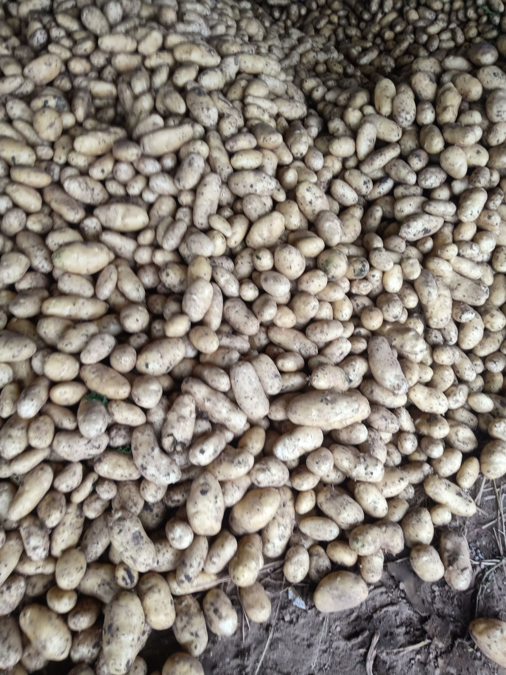 荷兰15 山东省潍坊市昌邑市 2两以上 