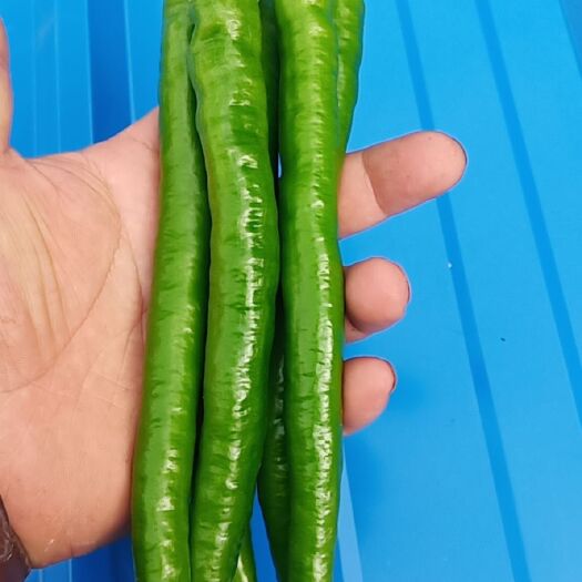 简阳市 线椒  苏椒  苦瓜  丝瓜  南瓜   冬瓜 大量上市