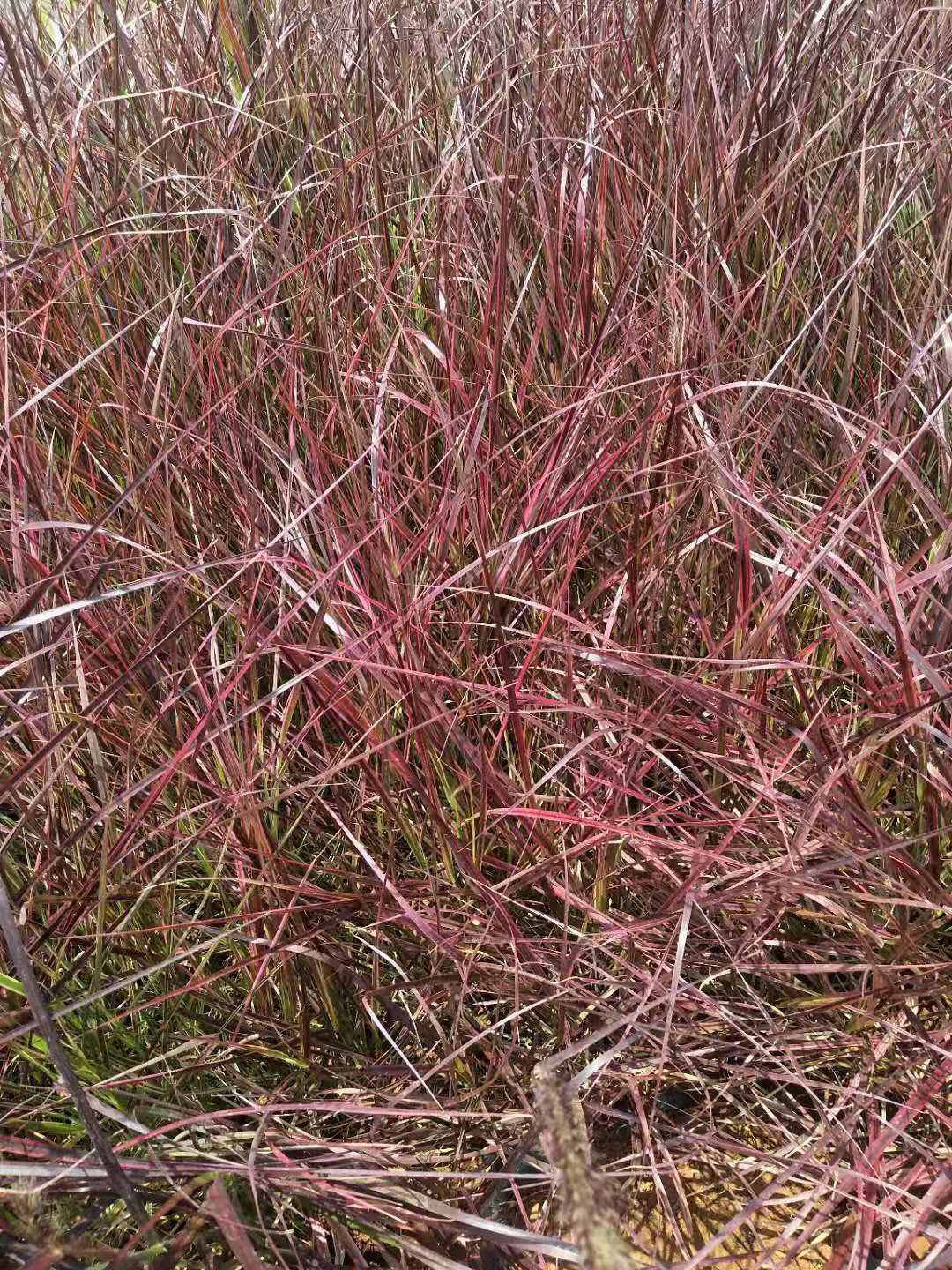 狼尾草 火焰lang尾草