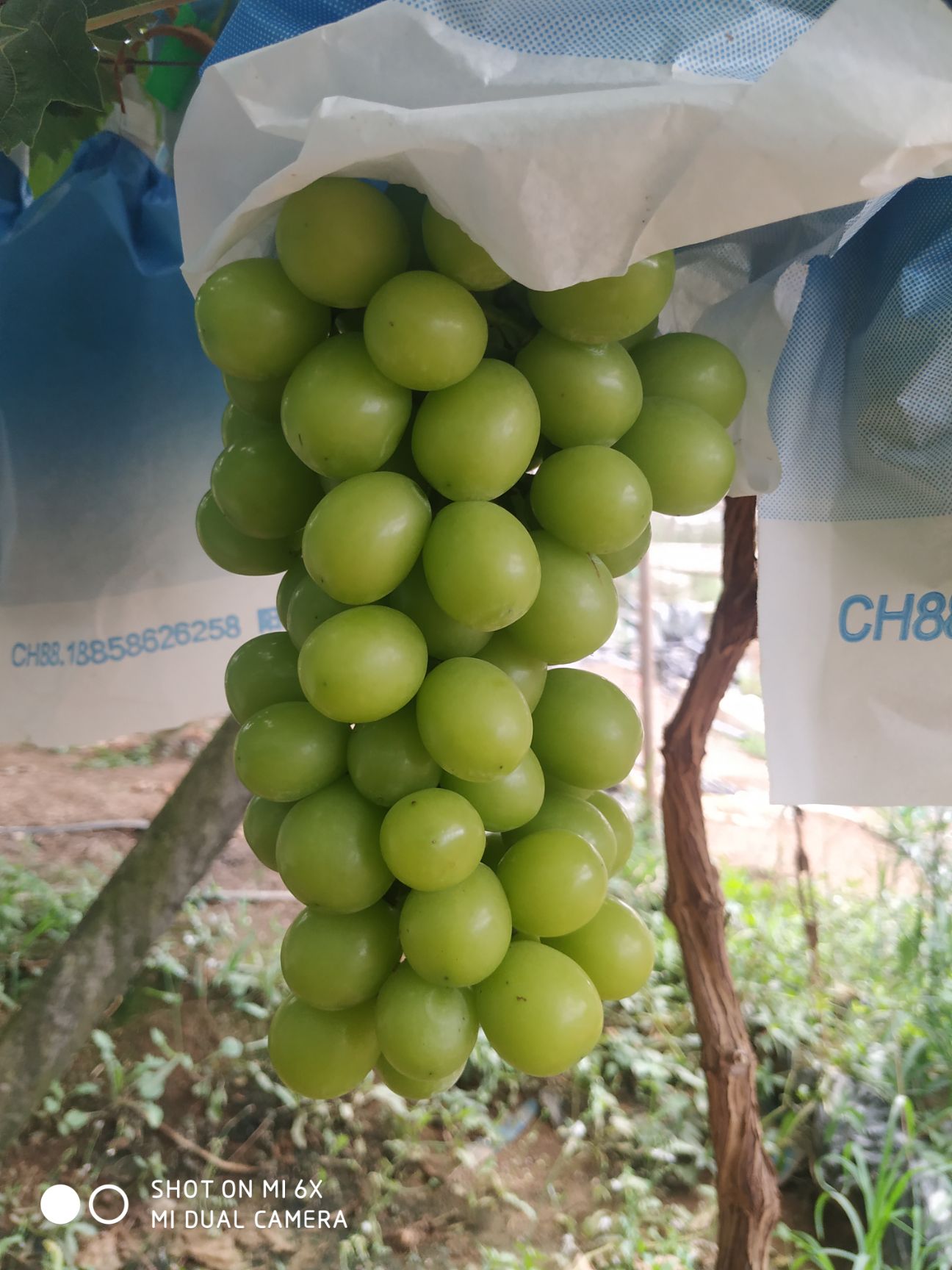  (精品)阳光玫瑰，现摘现发，产地直发，欢迎咨询