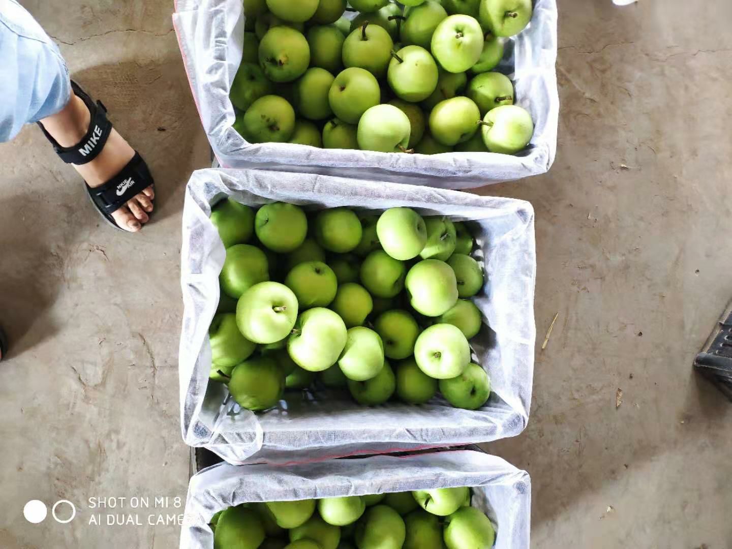  新梨上市，一手货源，价格美丽可长期合作，可供货可代办