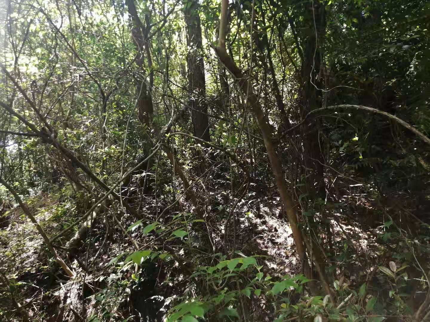 灌木林地 山林，山地出租