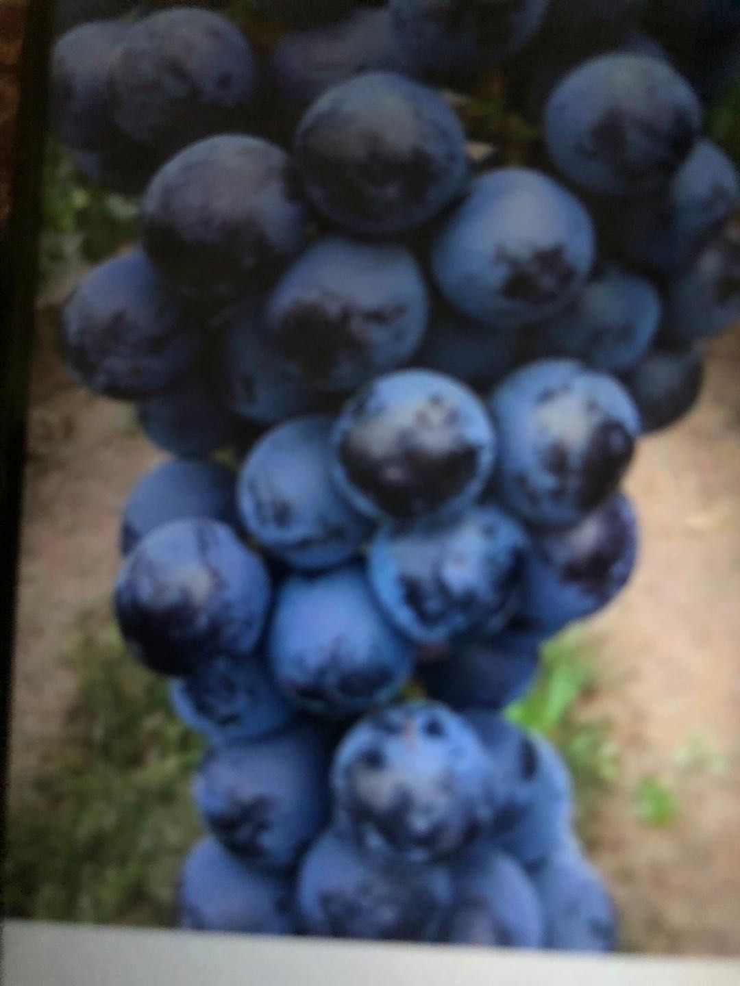  夏黑葡萄。、