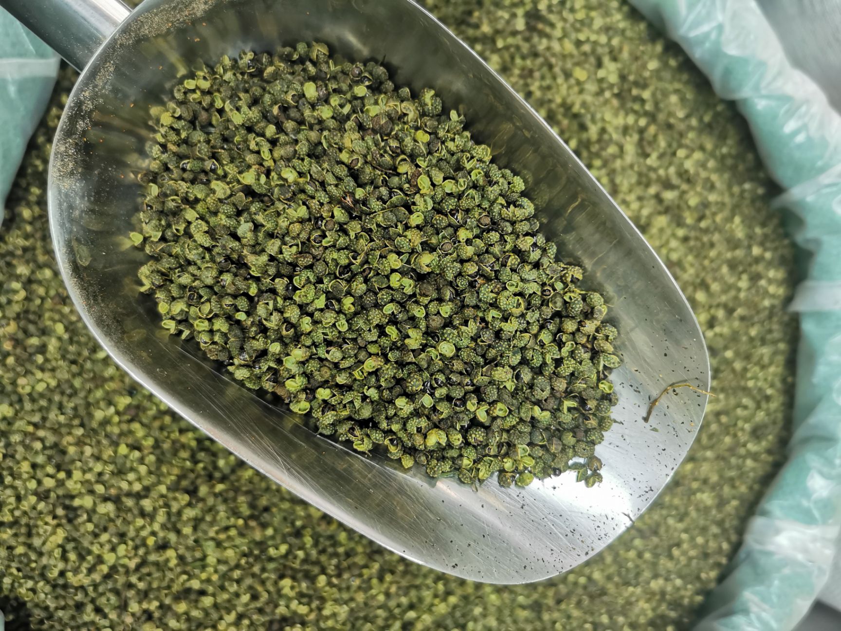 麻椒 正宗云南青麻