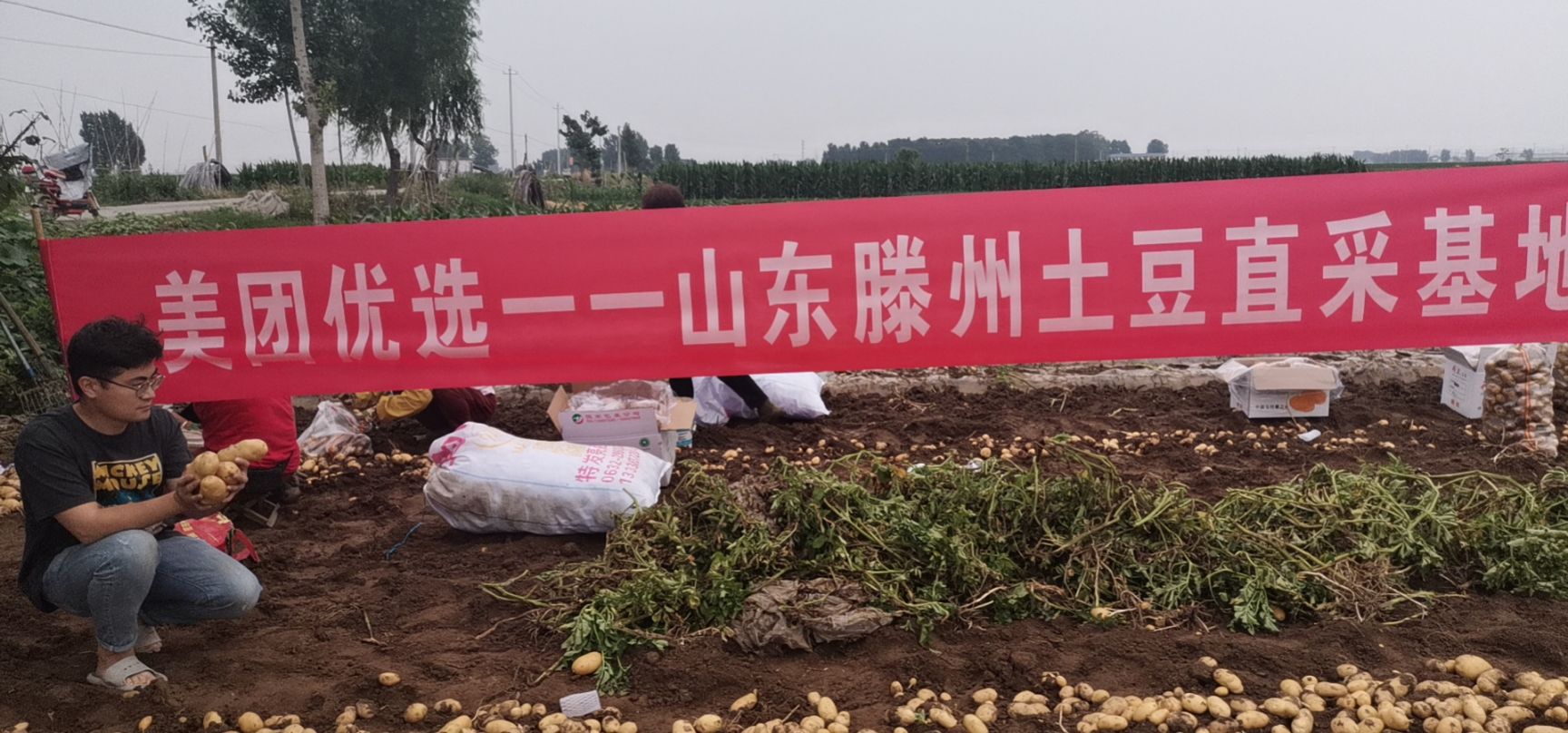 迷你土豆滕州市新品4钱-6钱迷你小土豆，现挑选电商超市专用