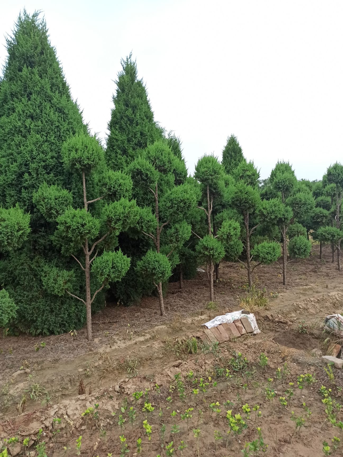 造型快柏 造型桧柏基地2-6米 规格全 价格低 保质保量