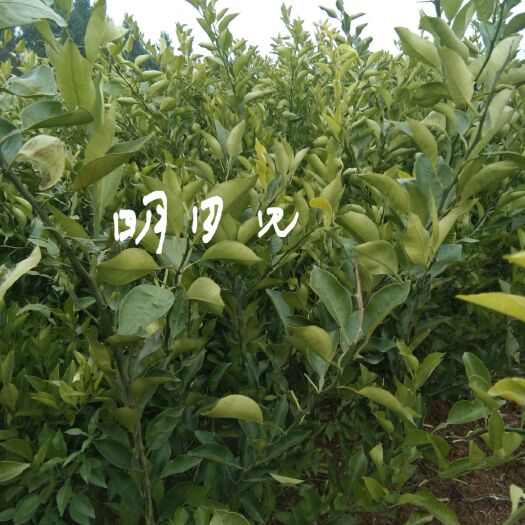 简阳市明日见柑橘苗 