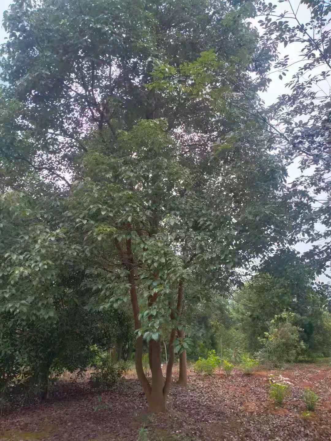  丛生香樟精品，原生苗，品质好