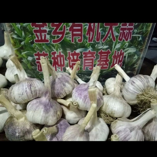 金乡县精品金乡蒜种太空大蒜种子 大青稞大蒜种子  高纯度 高品质