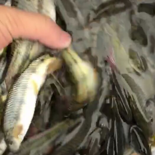 浦江县石斑鱼 溪石斑
