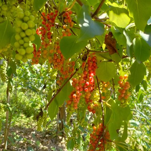 山阳县华五味子苗，陕南道地药食两用五味子，鲜果口感好，欢迎致电资询