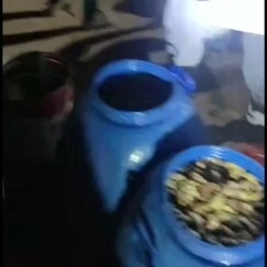 郓城县 全活金蝉