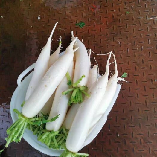 威宁县白萝卜