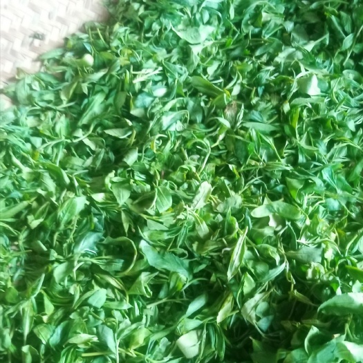 南涧县云雾茶  高山茶