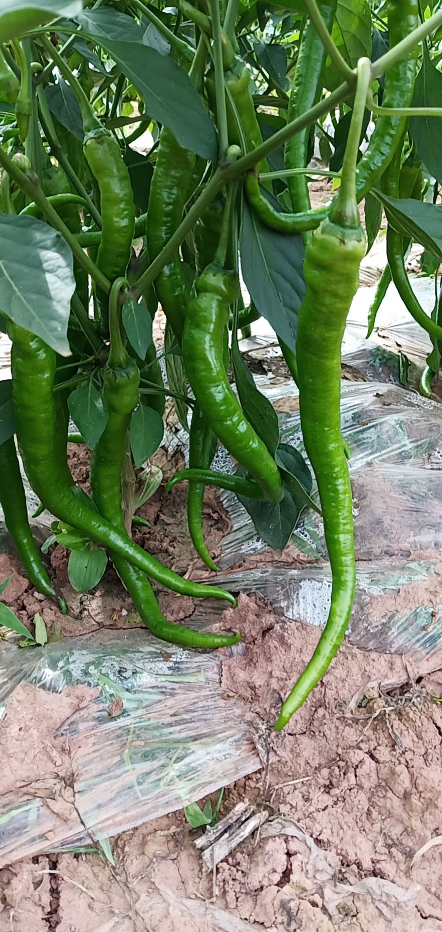  线椒  苏椒  苦瓜  丝瓜  南瓜   冬瓜 大量上市